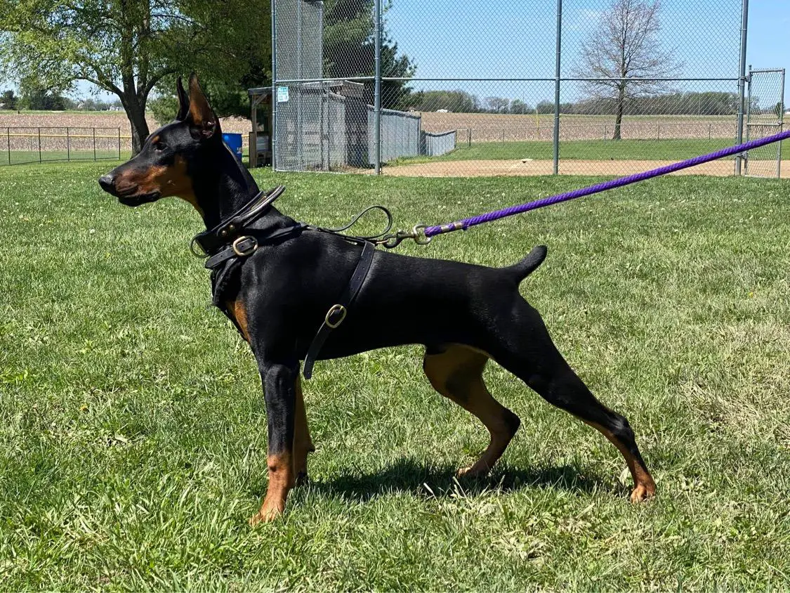 Benchmark dobermans sales