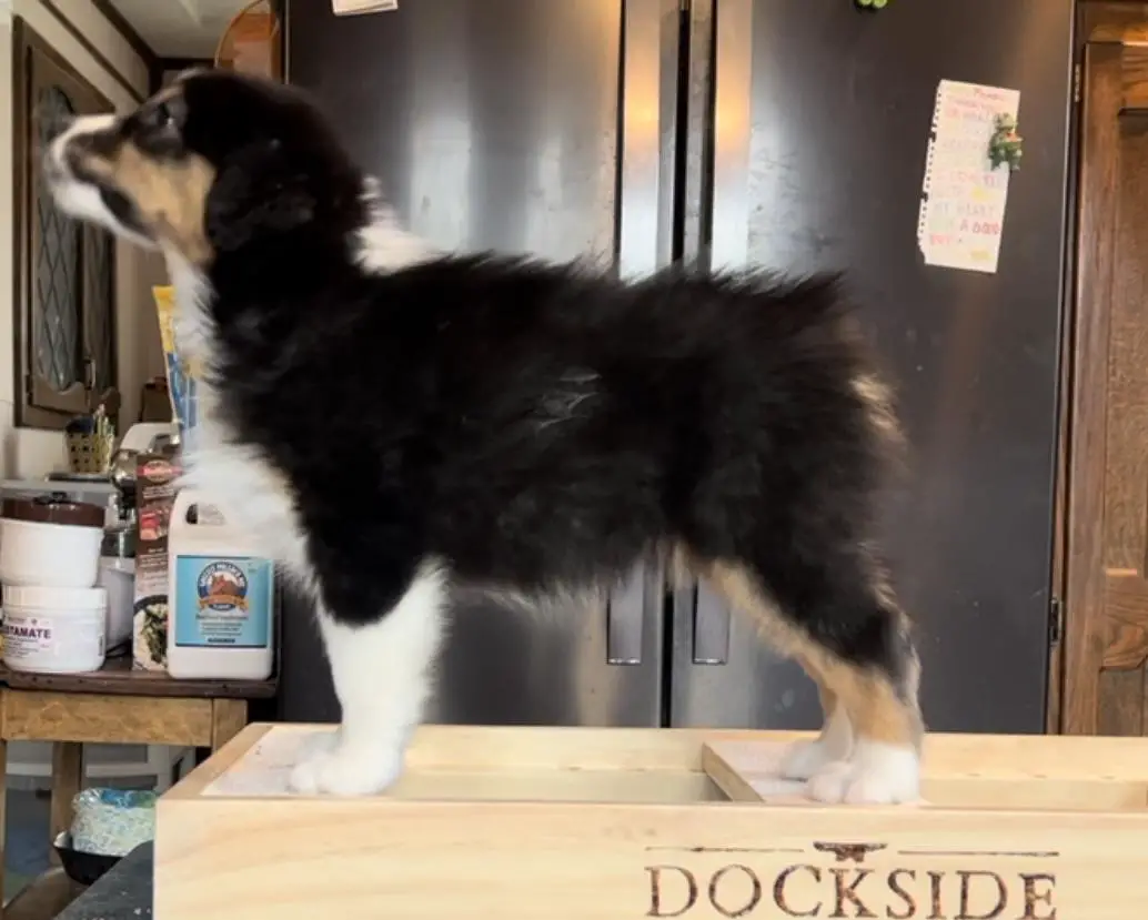 Dockside's Fresh Cracked