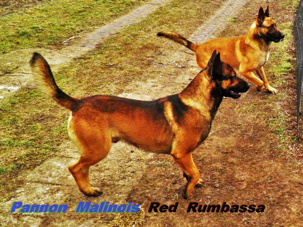 Red Rumbassa