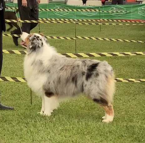 hope aussie zeus
