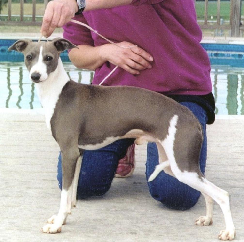 Lebeck Marchwind Blue Streak