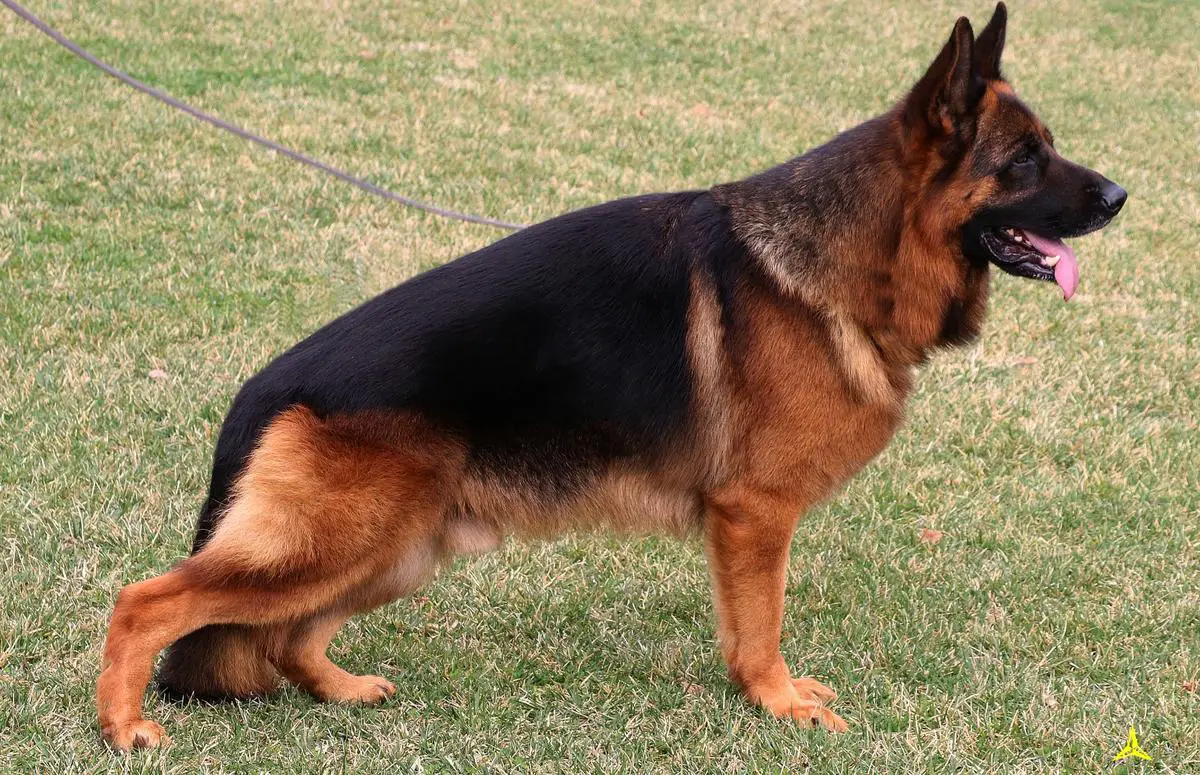 Lhammer di Casa Schwarz