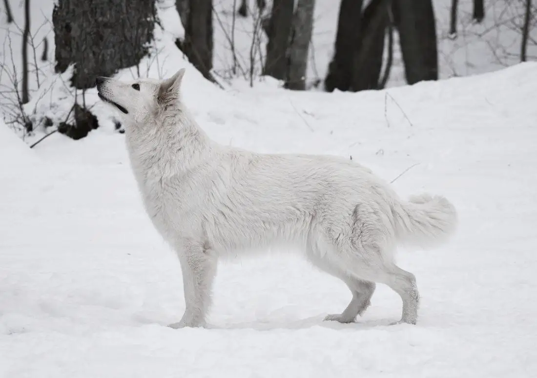 Canta Lupa (FCI) JUST TONKA (Canta Lupa Kennel)