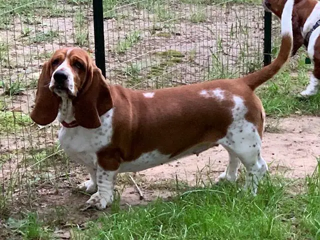 Lil Bratz Bassets - Liberty Belle