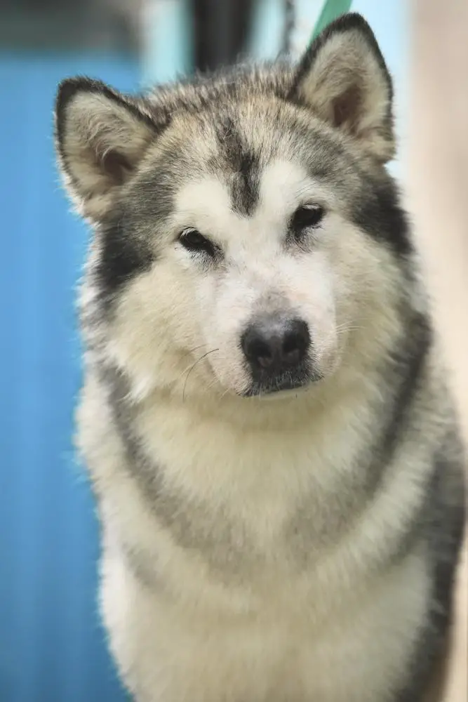 Aestethic Perfection