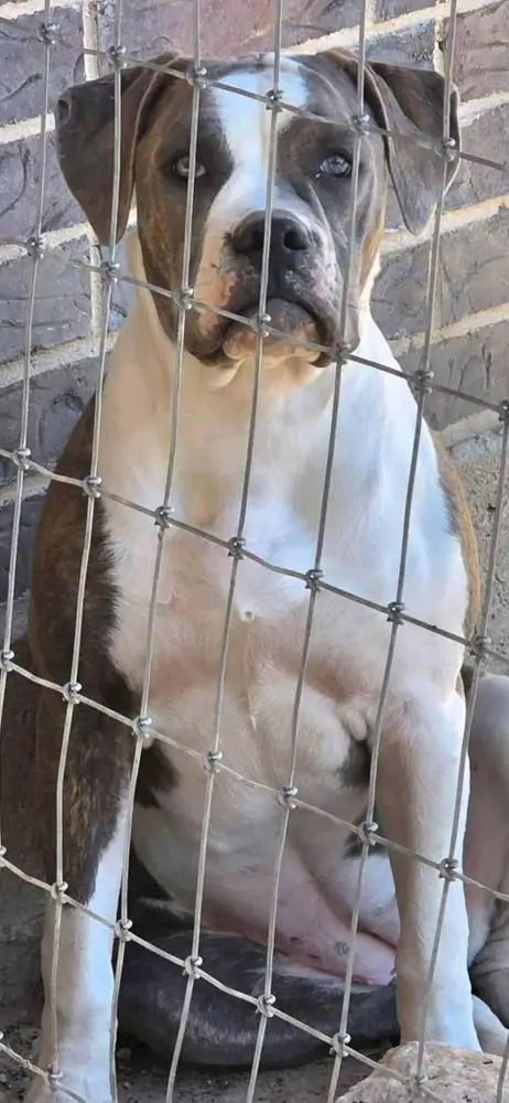 Big Rig Bulldogs Baby