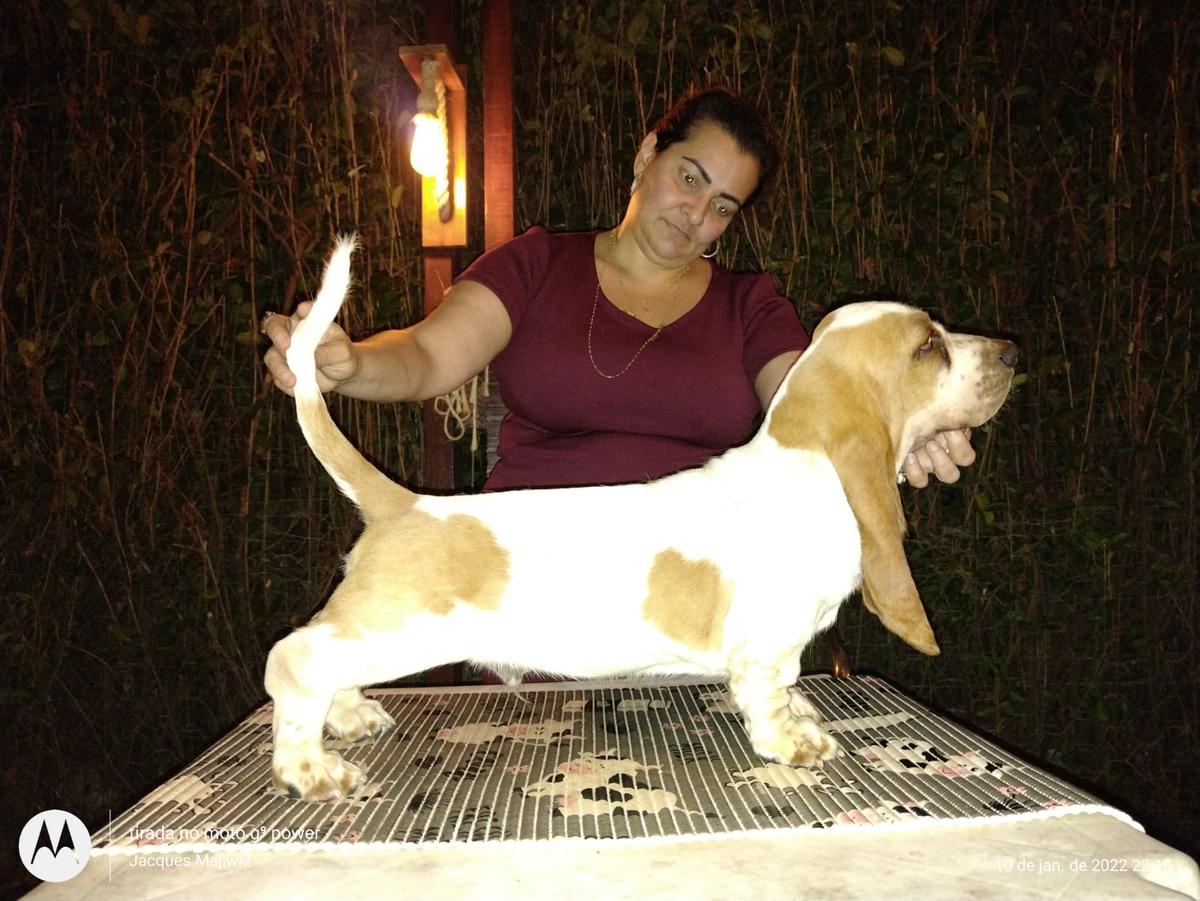 BRAVE BASSET BJORN IRONSIDE