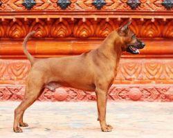 TAWAN NAMFAH DAENG-PLUANG@SIAM