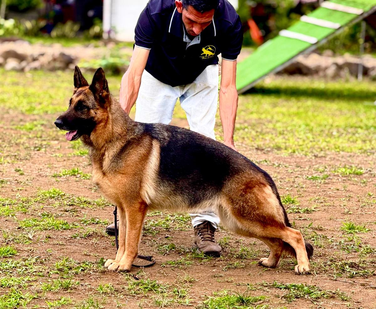 German shepherd shop pedigree database