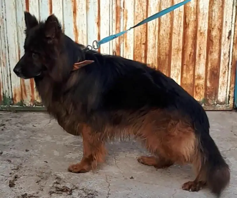 Alex von kennel golden cage