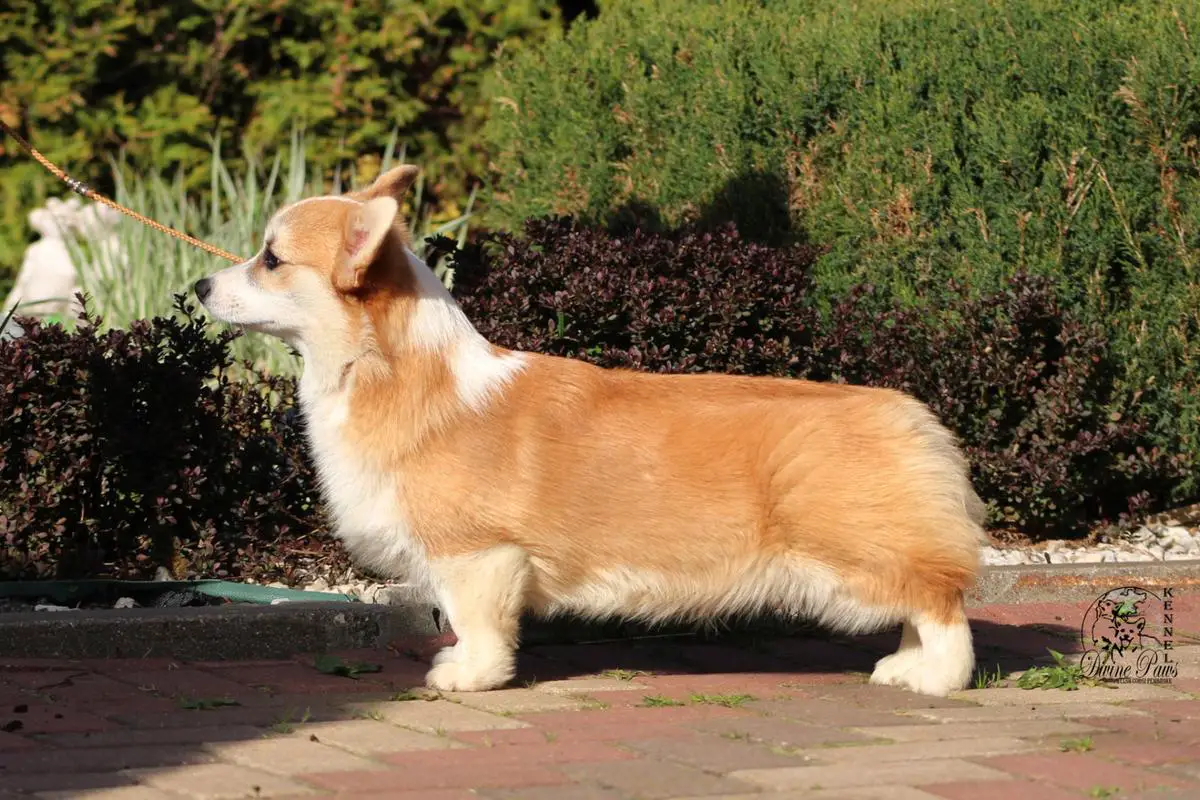 Divine Paws Charming Lady