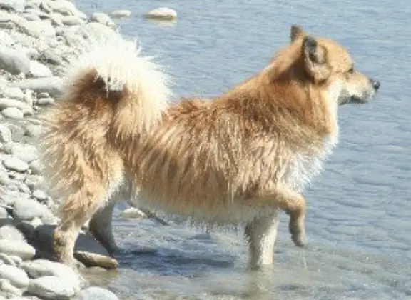 Kersins Óðinn (Kersins Odinn)