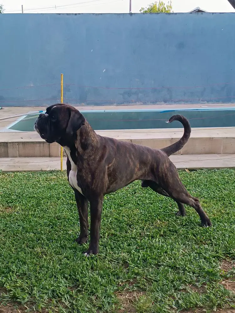 New House Russo