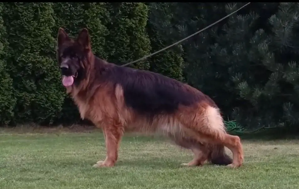 Kennel goldberg best sale german shepherd dogs