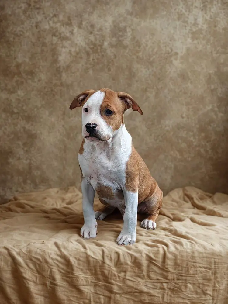 Robustaff East Coast Handsome