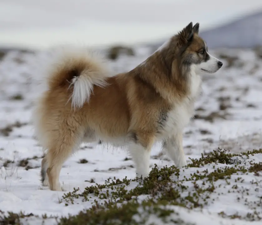 Laufeyjar Úlfgrímur