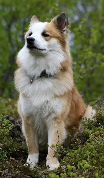 Laufeyjar Snægrímur