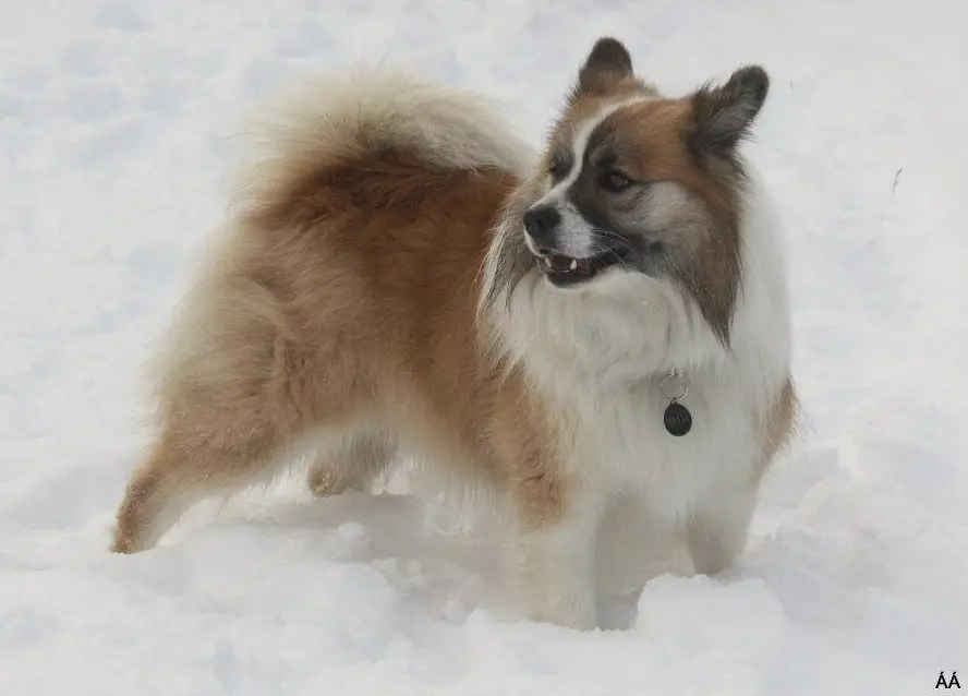 Snætinda Smali