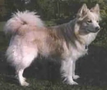 Ljømi - 12262/86