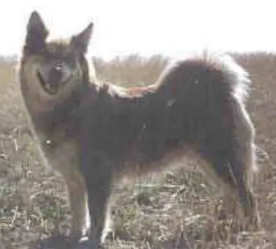 Solfari's Hneta