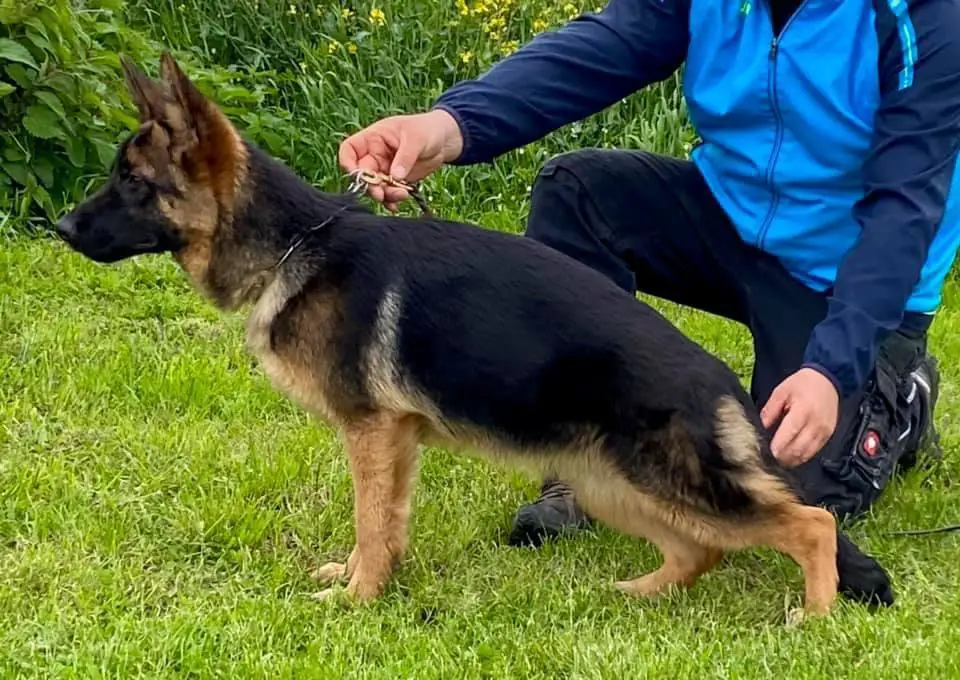 German shepherd sales mass female