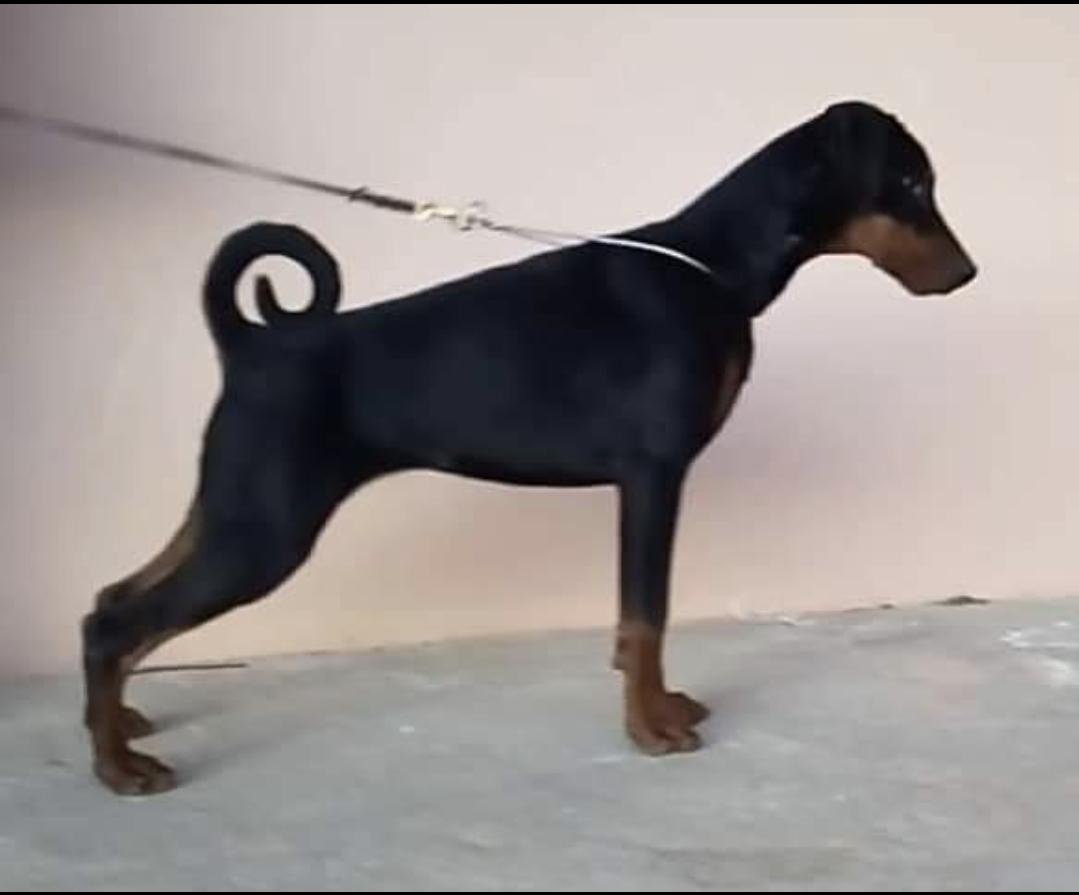 Gotikha de astur galian