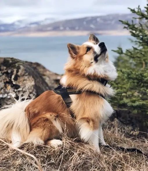 Laufeyjar Álfakollur Frá Dverghamri