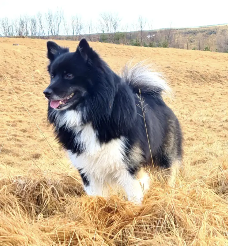 Laufeyjar Ljónslappi Frá Dverghamri