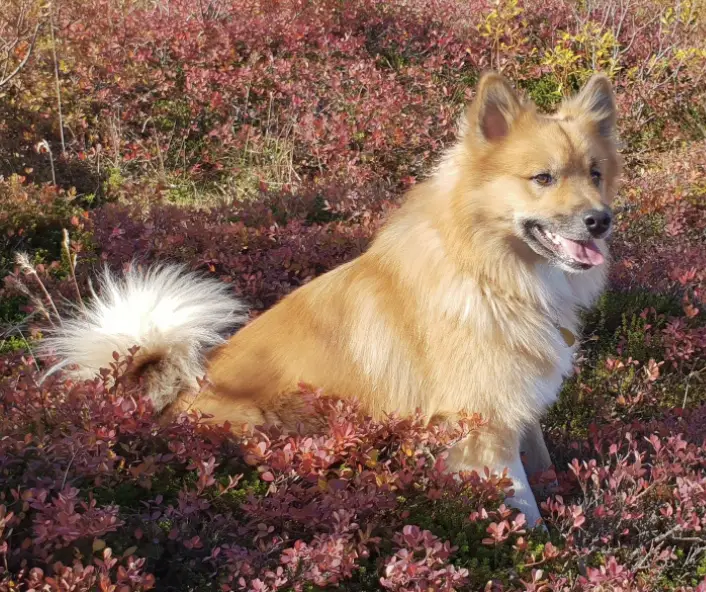 Laufeyjar Fjallakobbi Frá Dverghamri