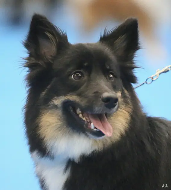 Laufeyjar Hrafnfífa Frá Dverghamri