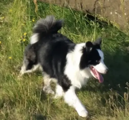 Snætinda Tinni