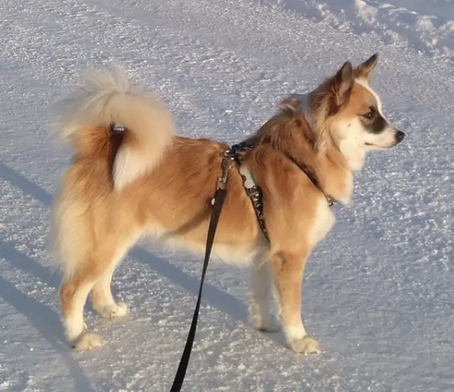 Snætinda Stella