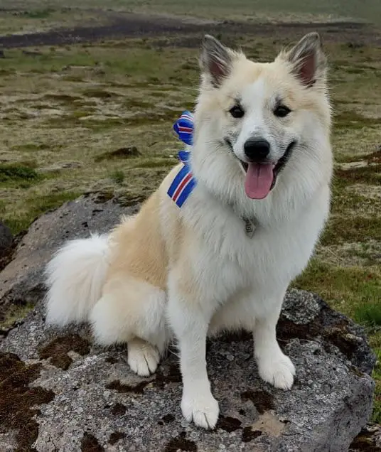 Snætinda Jaki