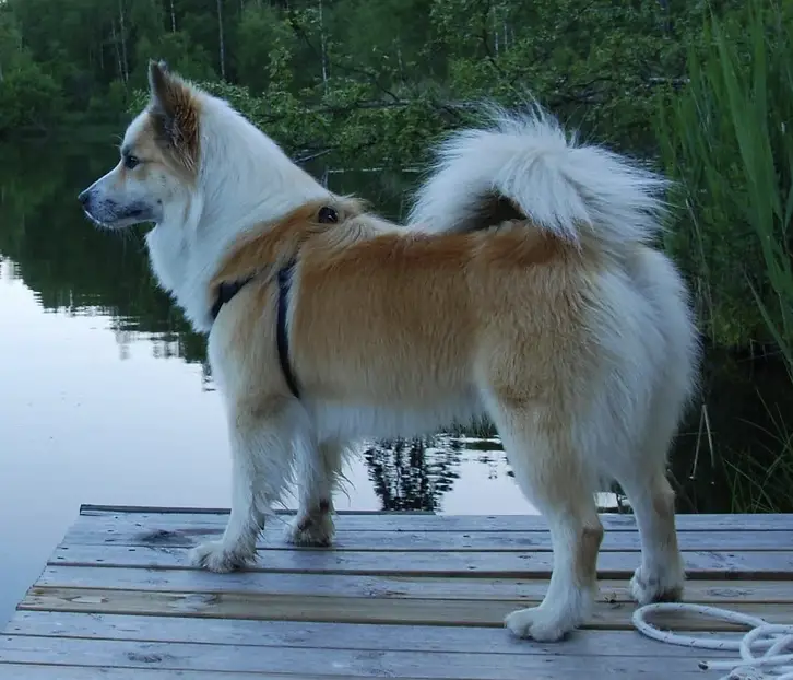 Snjófells Loki