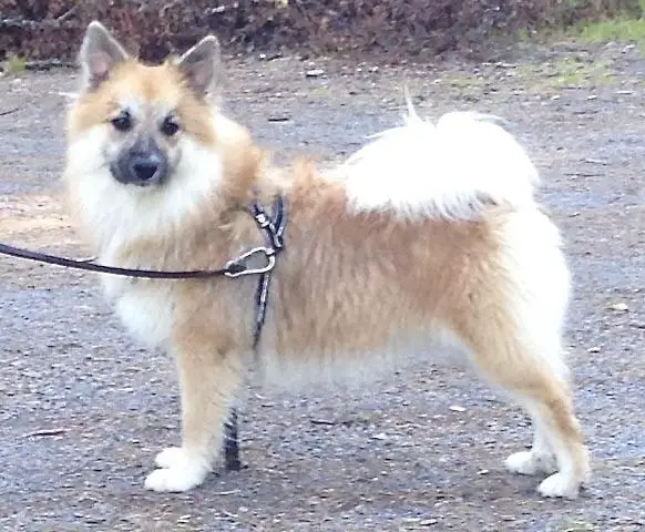 Möllekullas Blida