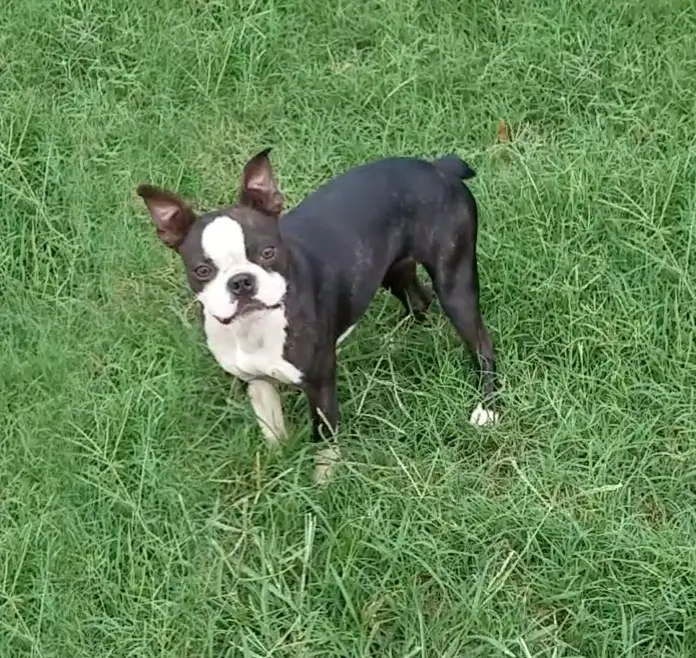 Just Because Gremlin