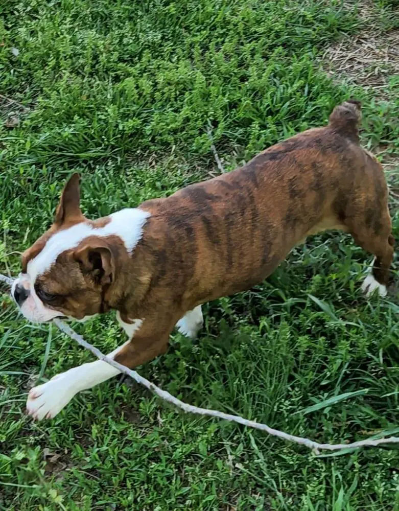 Gus