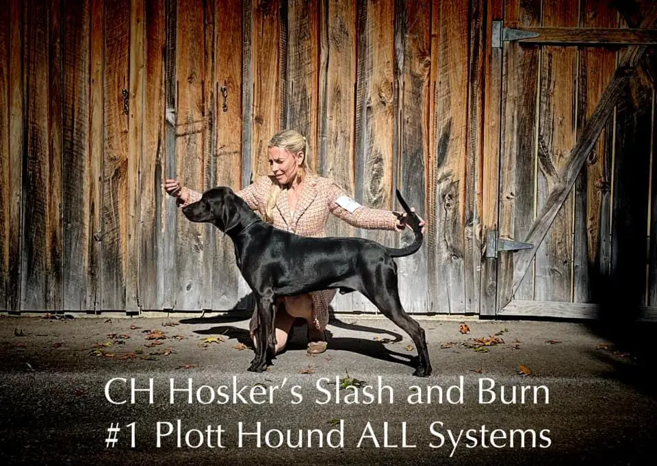 Hosker's Slash and Burn