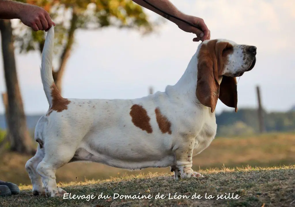 Oeuvre d'art du Domaine De Léon De La Seille
