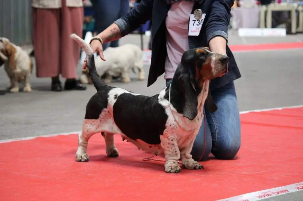 Pippa Du Cercle De Léma