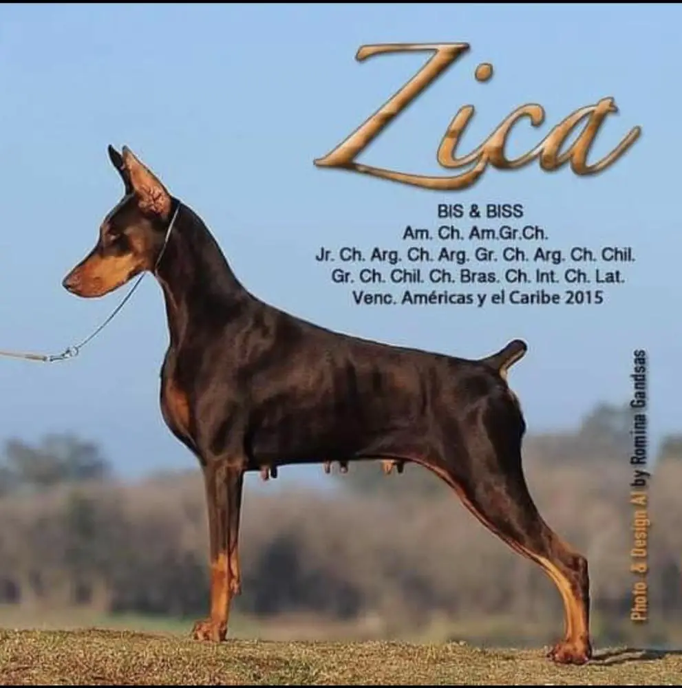 Zica de las armonias