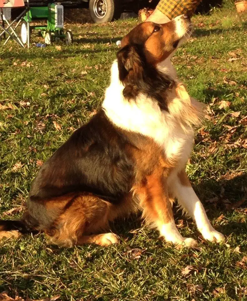 Martin's Deep South Topper Zebediah
