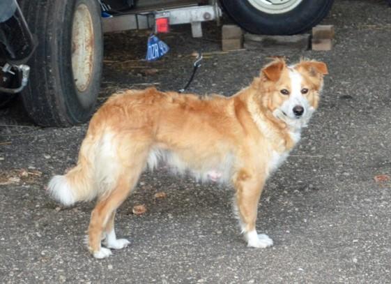 Wyss' Zoe of Cedar Creek