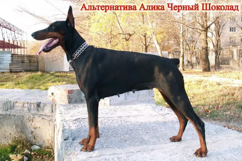 Alternativa Alika Cherniy Shokolad