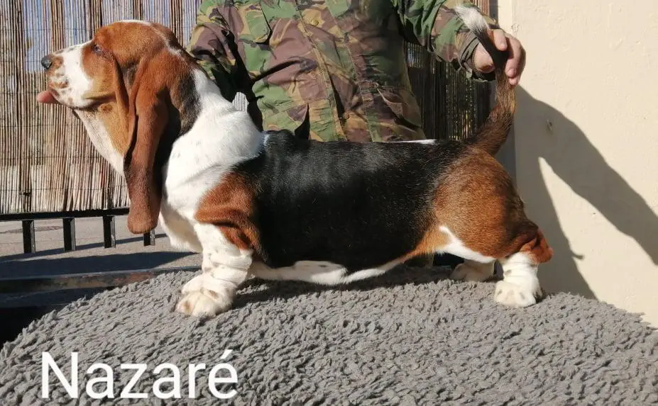 Nazaré da Quinta da Alfarrobeira