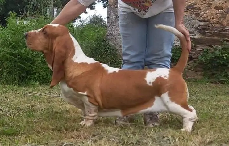 Laurinda Louvável da Quinta da Alfarrobeira