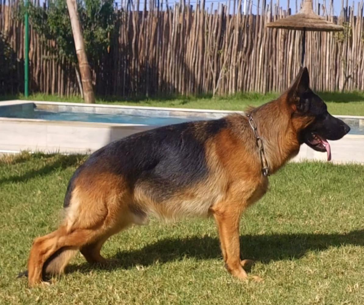 Zeus di casa Falcone