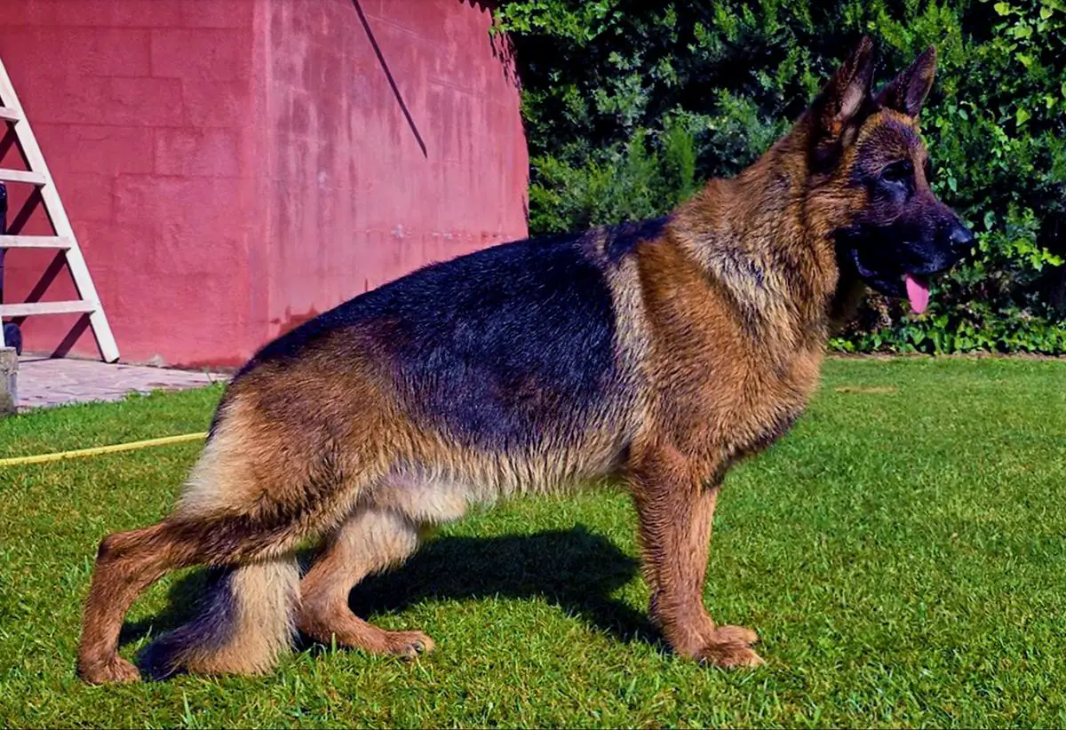 Tyson III de Jibor-Can