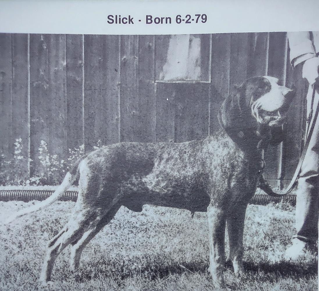 Stan's Sundown Slick
