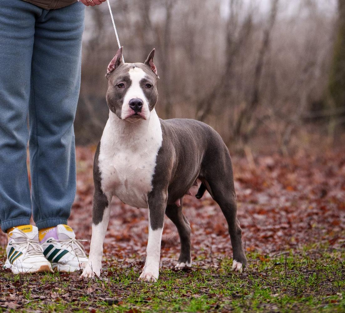 Venus-Victoria Iz Doma Lankaster